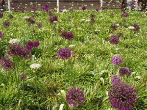 alliums