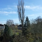 The remaining poplar tree