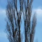 Poplar2