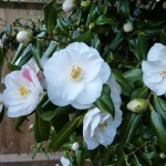 camellia