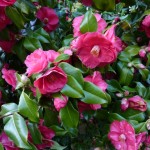 Pink camellia