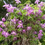 Clematis Alpina Constance