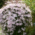 Clematis montana in full bloom