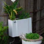 Old toilet used as a planter