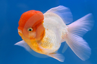 Lion Head Oranda