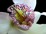 Orchid