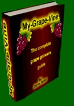 Grapevine