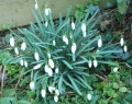 snowdrop