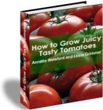 Juicy Tomatoes